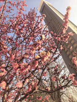 春信至 梅花香图2 春信至 梅花香图2